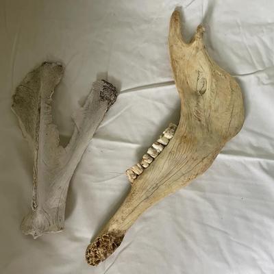 Two Animal Jawbone Specimens