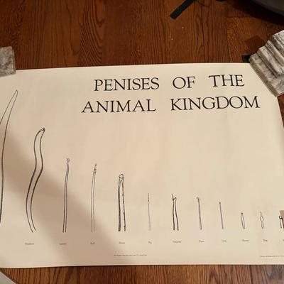 1985 Educational Poster ‘Penises of the Animal Kingdom’ by Jim Knowlton