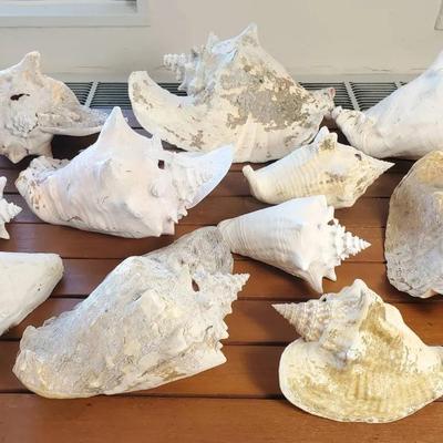 Conch Shell Collection - 7-12” Wide