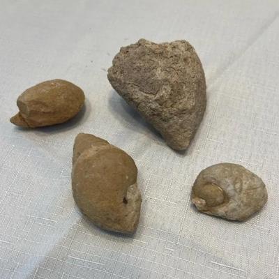 Fossils From Saudi Arabia