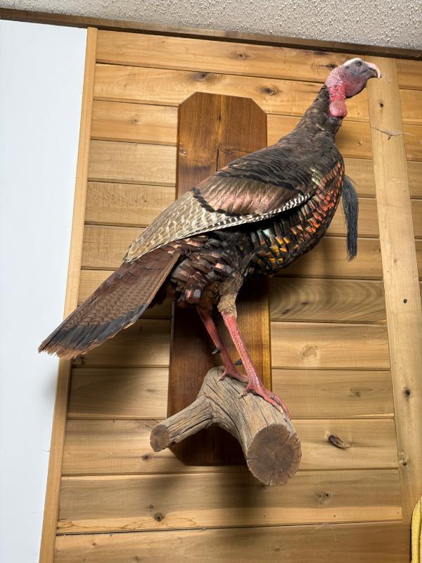 Sale Photo Thumbnail #12