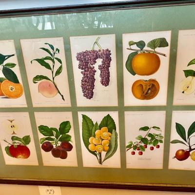 Sale Photo Thumbnail #98: Original 19th C French fruit print