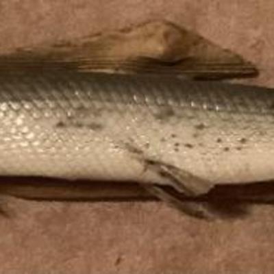 Sale Photo Thumbnail #66