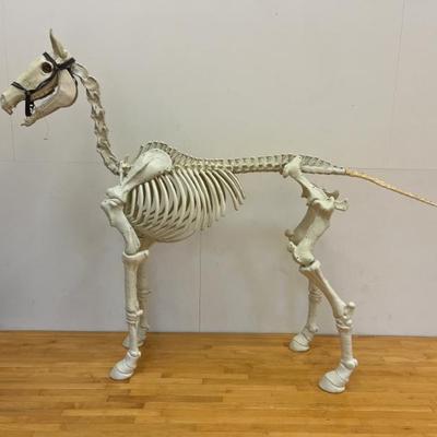 Sale Photo Thumbnail #102: $225 life size horse skeleton
