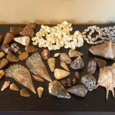 Seashell Collection & 2 Shell Necklaces