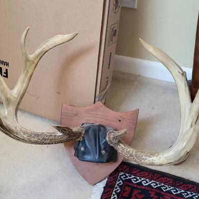 Deer Antlers