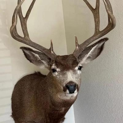 Mounted Mule Deer