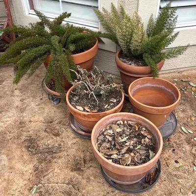 Terracotta Pots With Rolling Plant Caddies - Lot 1