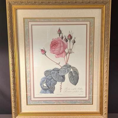 Pierre-Joseph Redouté Framed Prints