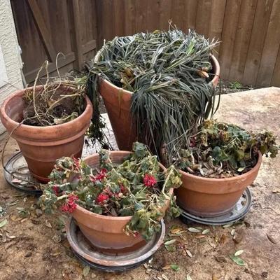 Terracotta Pots With Rolling Plant Caddies - Lot 2
