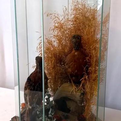 Taxidermy Display Of Bob White Quail In Glass Case