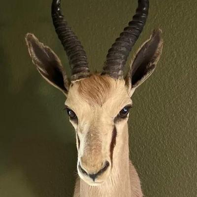 African Springbok Shoulder Mount