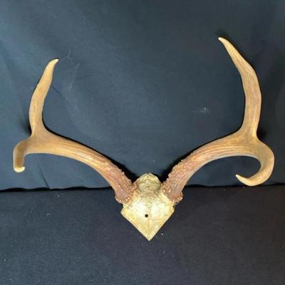Whitetail Deer Antlers Skull Cap Mount * 4 Point