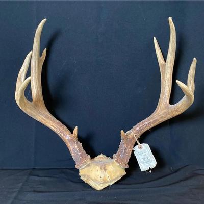 Whitetail Deer Antlers Skull Cap Mount * 8 Point