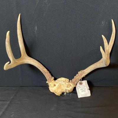 Whitetail Deer Antlers Skull Cap Mount * 6 Point