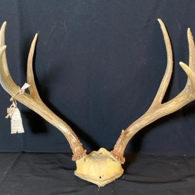Whitetail Deer Antlers Skull Cap Mount * 6 Point