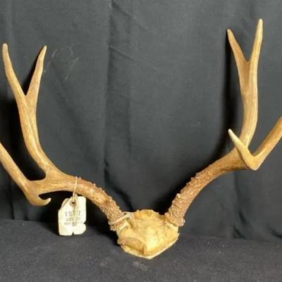 Whitetail Deer Antlers Skull Cap Mount * 8 Point 