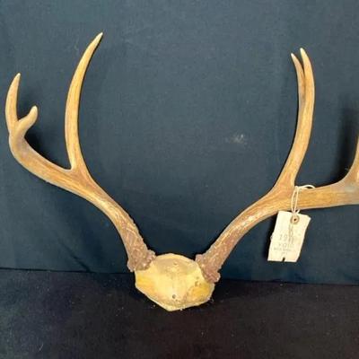 Whitetail Deer Antlers Skull Cap Mount 