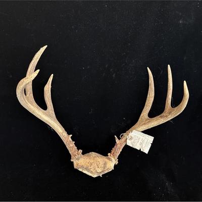 Whitetail Deer Antlers Skull Cap Mount *1975 Deer Tagged Washington State * 6 Point 