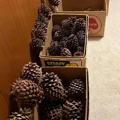 3 Boxes of Pine cones 