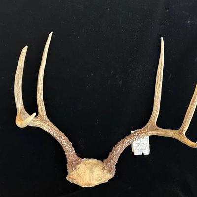 Whitetail Deer Antlers Skull Cap Mount * 6 Point * 1977 Washington State Deer Tagged 