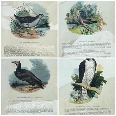 1840s-1860s Natural History Chromolithographic Prints from Clay