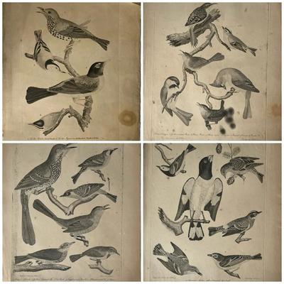1829 Engraved Plates from American Ornithology by Alexander Wilson 