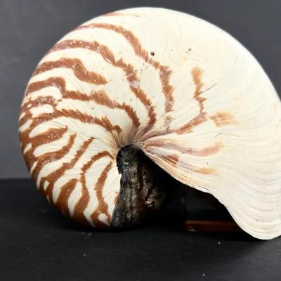 Chambered Nautilus Shell Specimen 