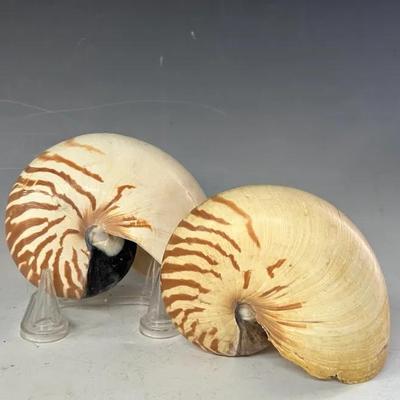 Chambered Nautilus Shells (2) #6