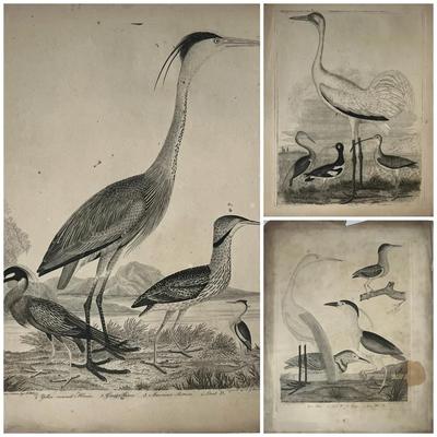 1829 Engraved Plates from American Ornithology by Alexander Wilson 