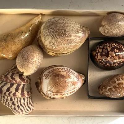 Seashell Collection #2 with Antique Rare Carved Cowrie Shells