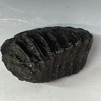 Fossilized Wooly Mammoth Tooth