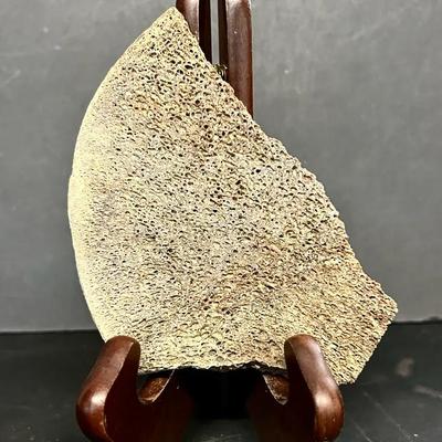 Slice Of Partially Fossilized Whale Bone