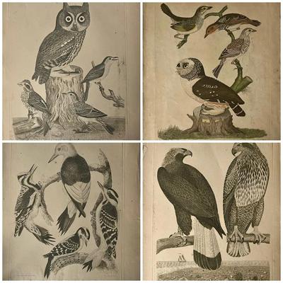 1829 Hand Colored Engraved Plates from American Ornithology by Alexander Wilson 