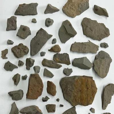 Large Collection Of Fossil Samples In Rock