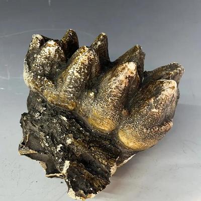 Fossilized Mastodon Tooth