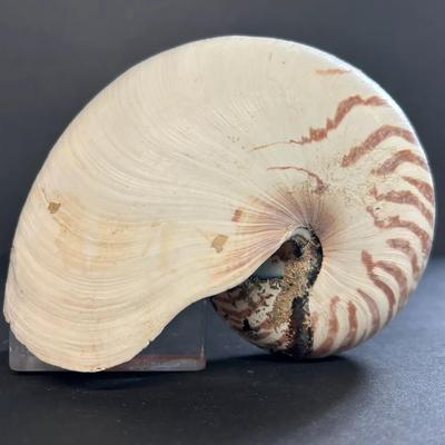 Chambered Nautilus Shell Specimen 