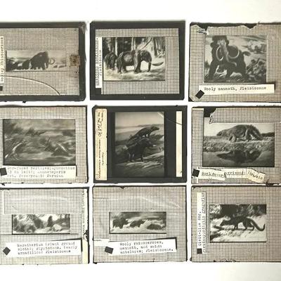 Vintage Lantern Slides (9) of Jurassic, Permian and Pleistocene Creatures