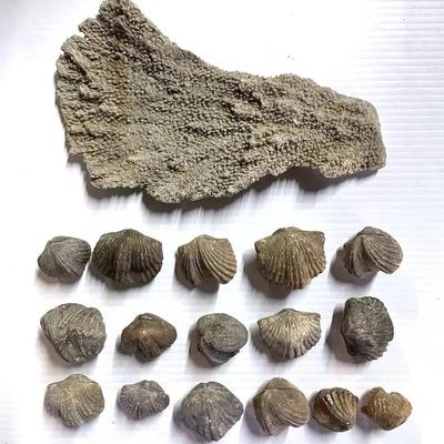 Fossils, Ponderosa Brachiopods (16) With Fossilized Coral