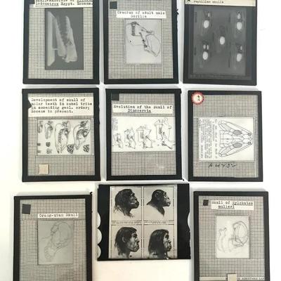 Vintage Lantern Slides (9) of Various Human, Ape and Amphibian Skulls