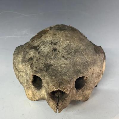 Large Alligator Snapping Turtle Skull