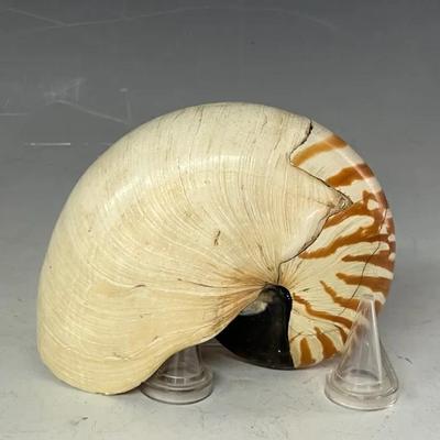 Chambered Nautilus Shell #4