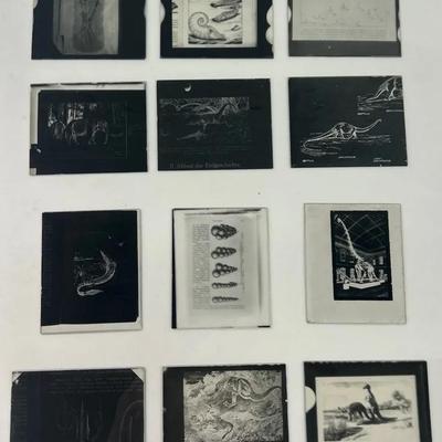 Vintage Glass Slides Unframed (12) Dinosaurs
