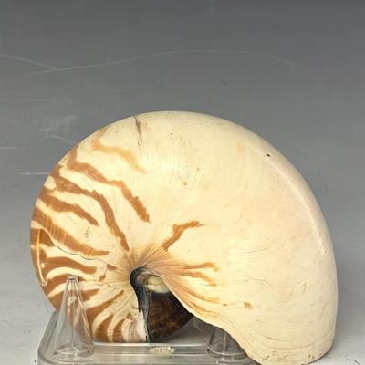 Chambered Nautilus Shell #5