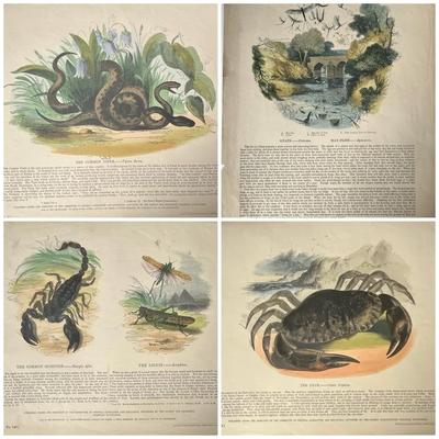 1840s-1860s Natural History Chromolithographic Plates from Clay and Truscott 
