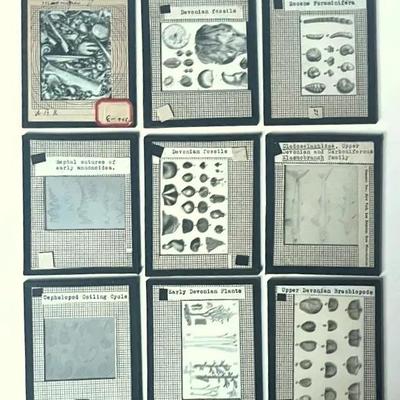 Vintage Lantern Slides (9) of Devonian Fossils