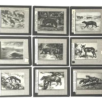 Vintage Lantern Slides (9) of Eocene and Miocene Creatures 