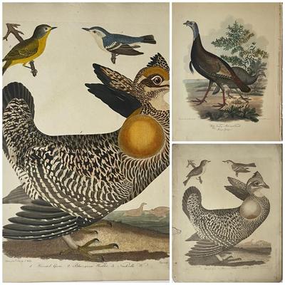 1829 Hand Colored Engraved Plates from American Ornithology by Alexander Wilson 