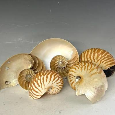 Sectioned Nautilus Shells (2), Nautilus Shells (3), 2 As Is