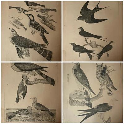 1829 Hand Colored Engraved Plates from American Ornithology by Alexander Wilson 